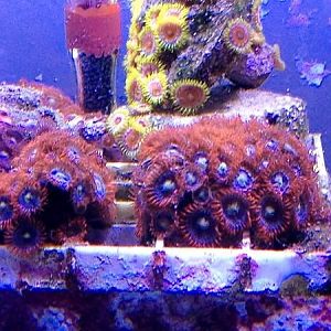 fire and ice zoas