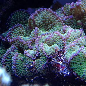 green and purple rics