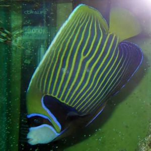 Emperor Angelfish