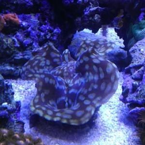 This guys is 6 plus inches and growing more every day.