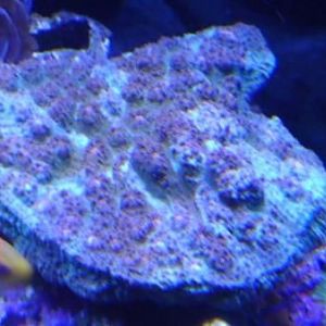 Beautiful blue and purple Chalice with red eyes.