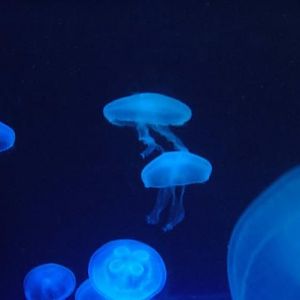 Florida Aquatics museum