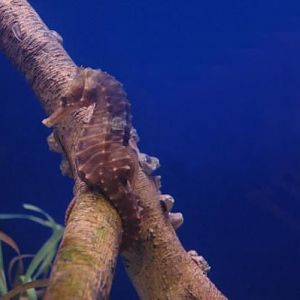 Not sure what type he is