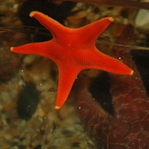 This star was at a 90 degree part of tank