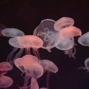 These were in a large tank that would change colors