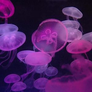 just a different color