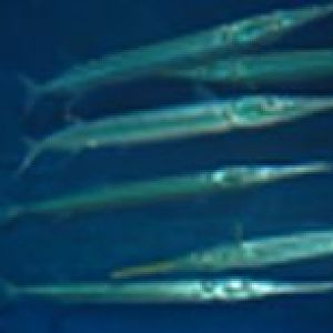 I have no Idea what they are . Any ideas?