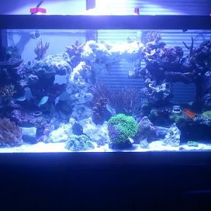 75 Gallon as of 2-6-12