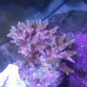 Bought browned out acro