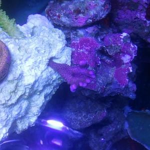 free monti i got that was completely brown 3 days earlier