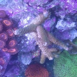 browned out acro, bought for CHEAP