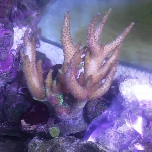 Browned out sps got to color up