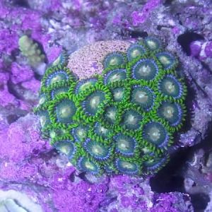 Zoas