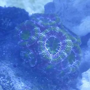 Acan