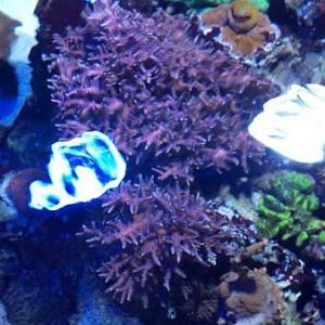 Birdsnest Coloration