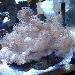 Devils hand leather lg