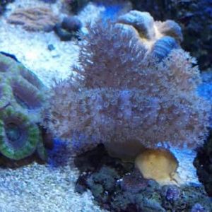 Devils Hand Leather sm