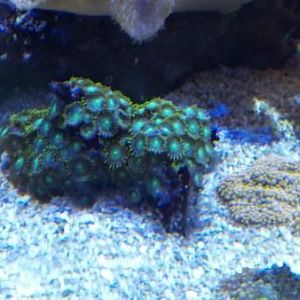 Hulk Zoas