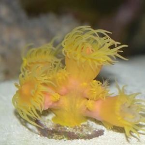 dendro night shot february 29