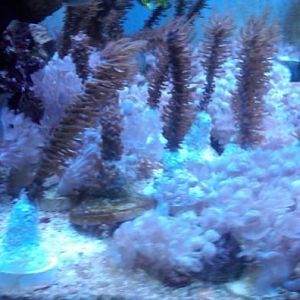 Example Gorg Frags  

 Mounted on disk. Size varies slightly. Approx. 3".