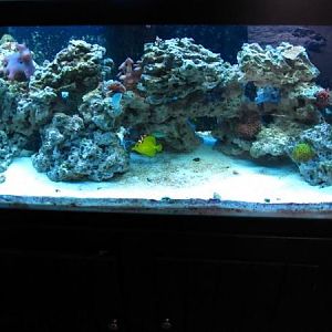 Our 75 Gallon Tank