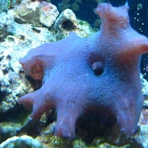 My Purple & Blue Mushroom