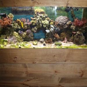 full tanks shot minus the 30 breeder on the right side you cant see