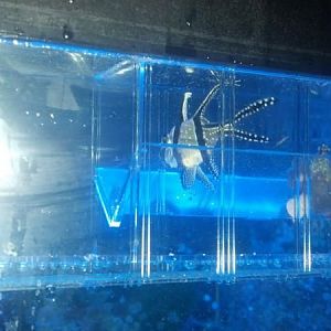 Male Bangaii, Day 18 of holding eggs, placed in mullti-breeder