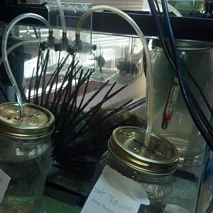 Big Daddy re homed, back