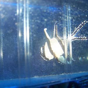 Big Daddy Day 14 (third round)