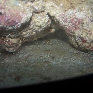 first bby bangaii!! 001