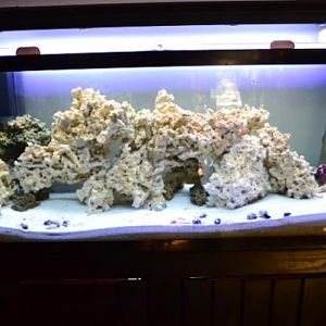 Addition of some clean up crew