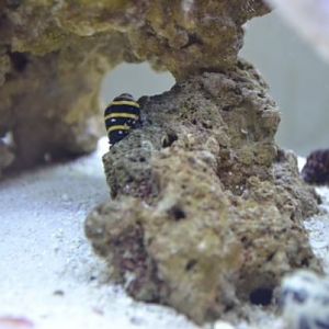 Lucky find that survived cycling on purchase of Live Rock.