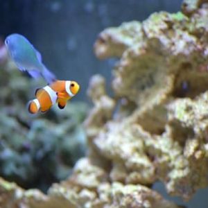 Addition of a few swimmers