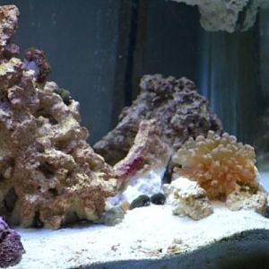 Addition of Frogspawn