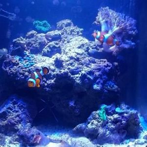 Tank after leds after dosed with paraguard