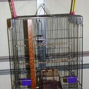 tall bird cage
