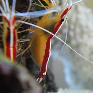 Cleaner Shrimp