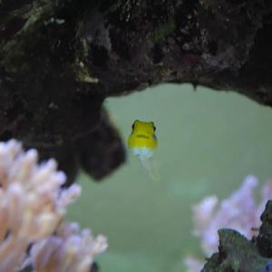 Yellow Head Sleeper Goby