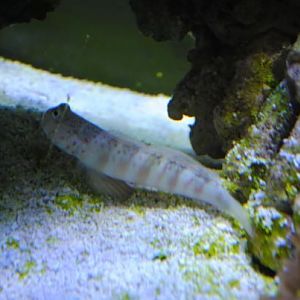 Pink Spotted Diamond Goby