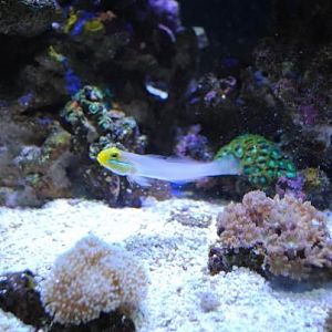 Yellow Head Sleeper Goby
