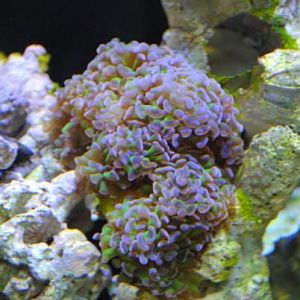 Frogspawn