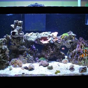 40 Gallon Breeder