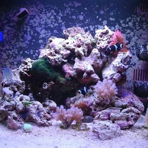 Full tank shot. Fish include: 2 Black and White Clowns, a Sixline wrasse, Lawnmower blenny, and a Bu