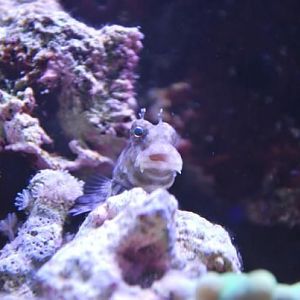 Lawnmower blenny from hell...