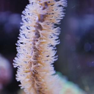 Gorgonian!