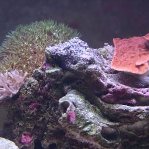 Pulsing Xenia and Montipora and Star polyps
