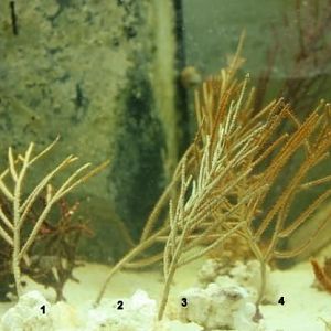 Yellow Pseudopterogorgia