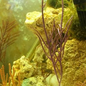 Pseudopterogorgia sp purple