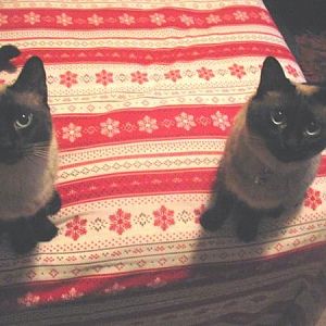 "The Girls"  Pesky and Misty